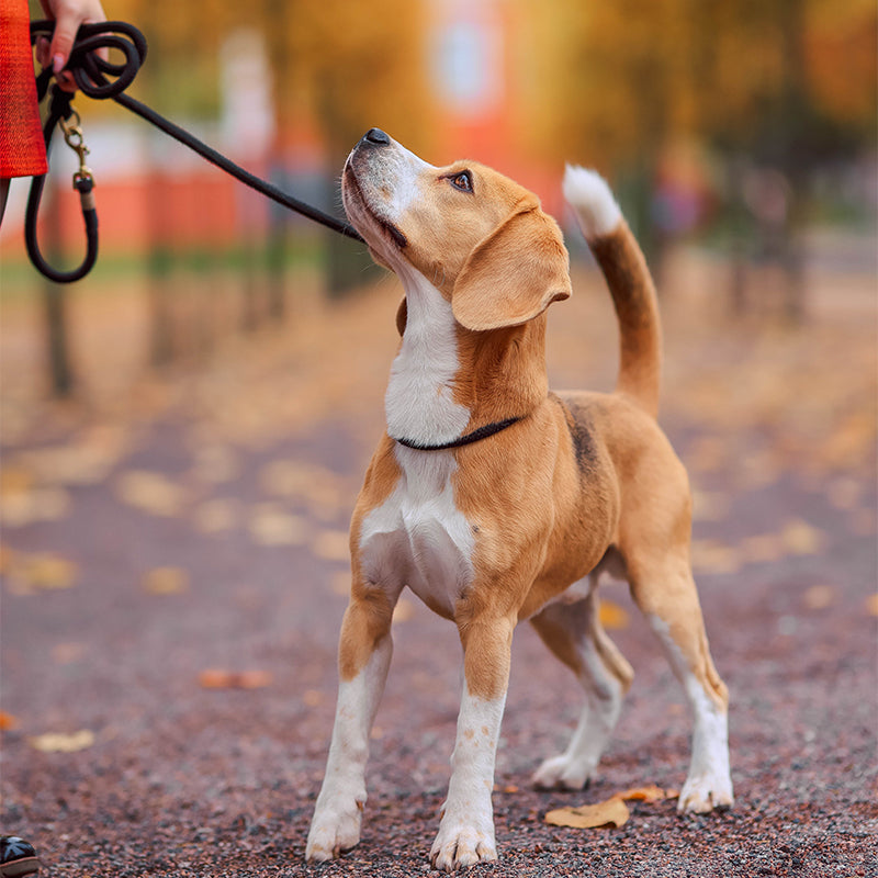 The Responsible Walker's Guide: Cleaning Up After Your Dog on a Stroll